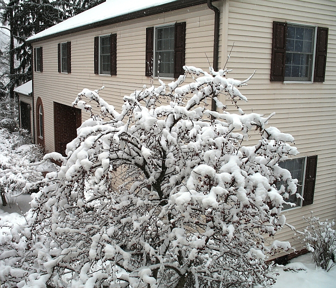 buckhannon2011 01 27 wet snow 007